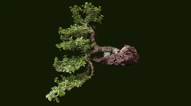 Authentic Bonsai Authentic Bonsai